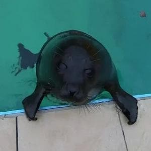 profile_Shlissik (Шлиссик)