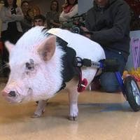 profile_Chris P. Bacon