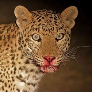 profile_Leopard in the crosshairs (Леопард под прицелом)