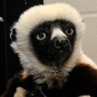 profile_Jovian (Zooboomafoo)