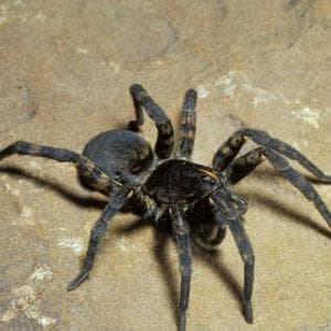 profile_Arachnophobia