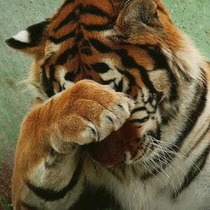 profile_Tiger in the crosshairs (Тигр под прицелом)