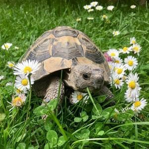 profile_Turtle