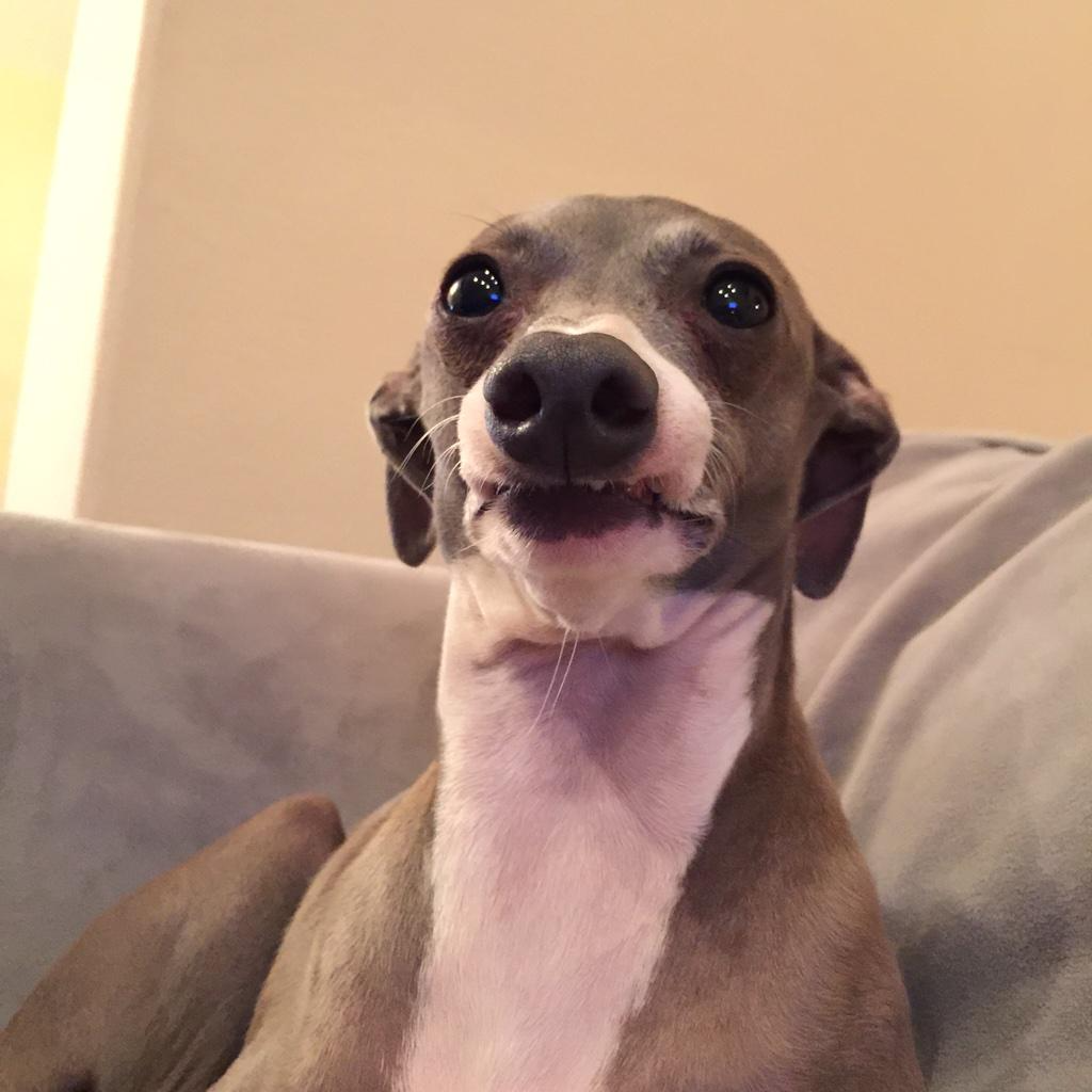 profile_Kermit the Dog