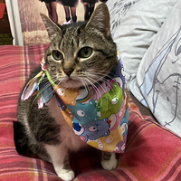 profile_Virutas (soyunapringada's cat)