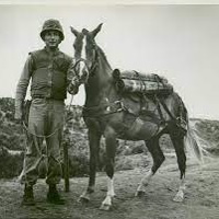 profile_Sergeant Reckless