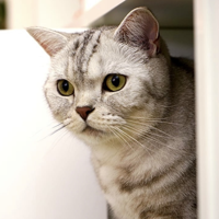 profile_Soul(SuriNoel)