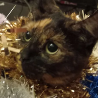 profile_Amber (FLEVSaladsandwich's other cat)