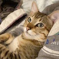 profile_Tiger (Quackity's cat)