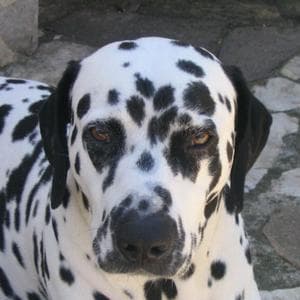 profile_Pongo