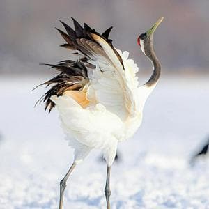 profile_White Crane in the crosshairs (Белый Журавль под прицелом)