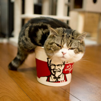 profile_Maru the Cat