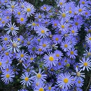 profile_December 11 (Fig Marigold)