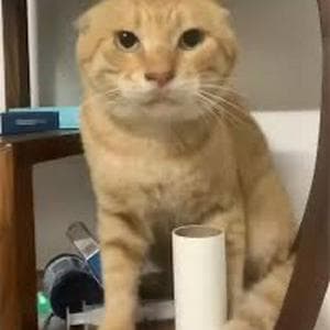 profile_圆头耄耋“round-headed maodie”(maodie)