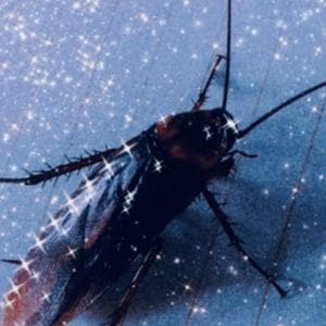 profile_Cockroach