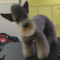 profile_Bosnian chicken