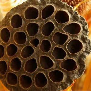 profile_Trypophobia