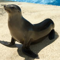 profile_Sea lion