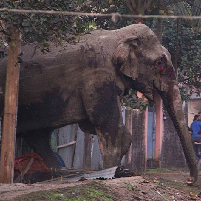 profile_Osama Bin Laden (Elephant)