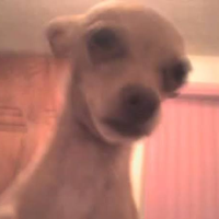 profile_Spunky Coronado Preciado