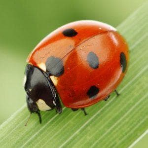 profile_Ladybug