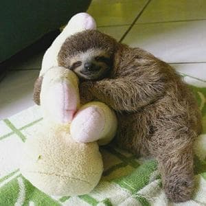 profile_Sloth in the crosshairs (Ленивец под прицелом)