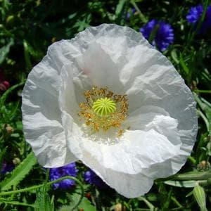 profile_July 3 (White Poppy)