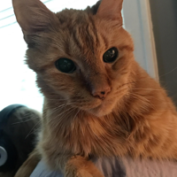 profile_Jambo (Jschlatt's cat)