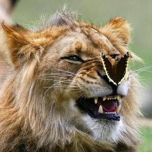 profile_Lion in the crosshairs (Лев под прицелом)