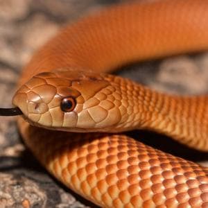 profile_Ophidiophobia