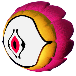 profile_Carnation